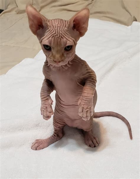 sphynx kittens florida|More.